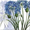 Emma Ball Agapanthus Greetings Card