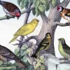 Madame Treacle Birdies - Little Vintage Greeting Card