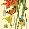 Madame Treacle Botanical N0:3 Greetings Card