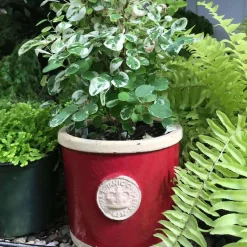 Kew Gardens Planters Chelsea Kew Gardens Round Herb Pot