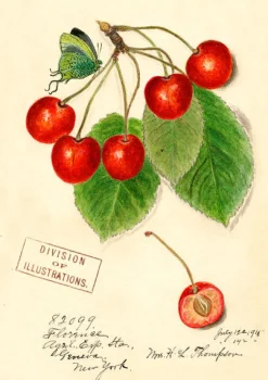 Madame Treacle Cherry Greetings Card