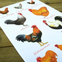 Samuel Lamont Chicken Breeds Cotton Tea Towel