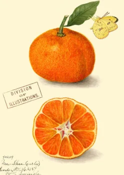 Madame Treacle Clementine Greetings Card
