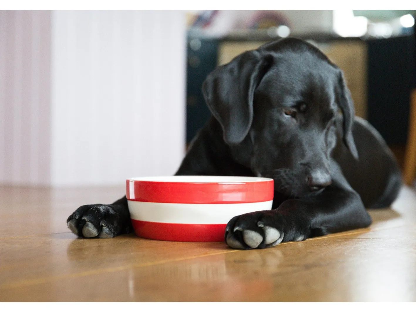 Cornishware Dog Bowl