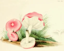Madame Treacle Four Mushrooms- Little Vintage Greeting Card
