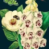 Madame Treacle Foxglove & Peony Greetings Card