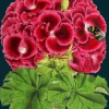 Madame Treacle Geranium Bee Greetings Card