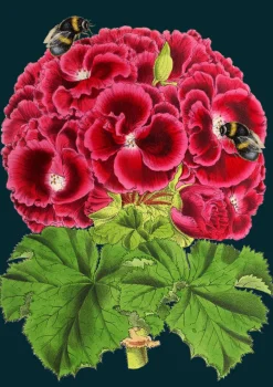 Madame Treacle Geranium Bee Greetings Card