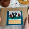 Bergin & Bath Guinea Pigs Needle Felting Kit