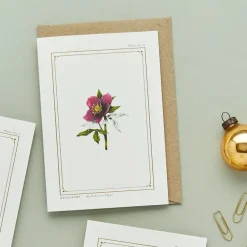 Catherine Lewis Hellebore - 'Botanical Archive: Festive Edition' - card