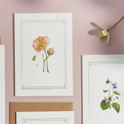 Catherine Lewis Icelandic Poppy - 'Botanical Archive: Everyday Edition' - card