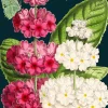 Madame Treacle Ladybird Greetings Card