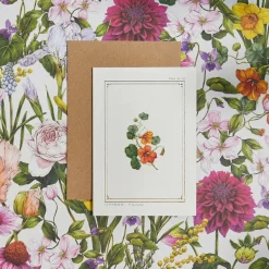Catherine Lewis Nasturtium - 'Botanical Archive: Everyday Edition' - card