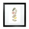 Corinne Alexander Oyster Print by