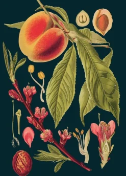 Madame Treacle Peach Greetings Card
