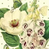 Madame Treacle Peony & Foxglove Glitter Birthday Card