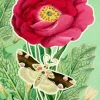 Madame Treacle Peony Fandangle Greetings Card