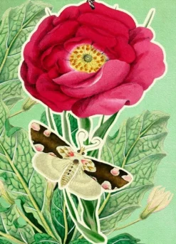 Madame Treacle Peony Fandangle Greetings Card