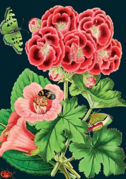 Madame Treacle Pink Geranium Greeting Card