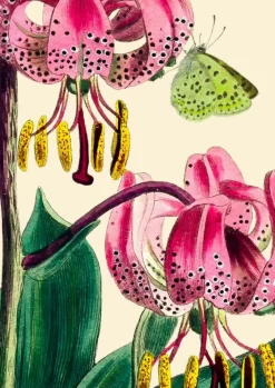 Madame Treacle Pink Lily with Green Butterfly Greetings Card