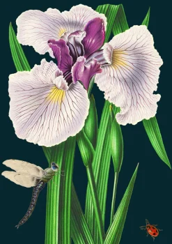 Madame Treacle Purple Iris Greetings Card