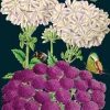 Madame Treacle Purples Greetings Card