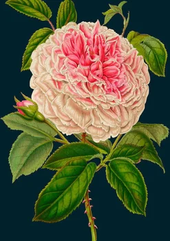 Madame Treacle Rose Greetings Card