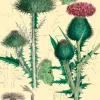 Madame Treacle Thistle Glitter Greetings Card