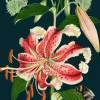 Madame Treacle Tiger Lily Greetings Card