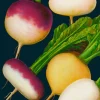 Madame Treacle Turnip Greetings Card