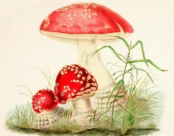 Madame Treacle Woodland Mushrooms - Little Vintage Greeting Card